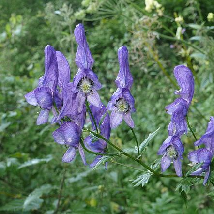 Aconitum unspecified picture