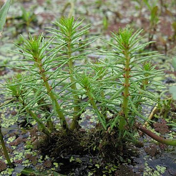 Myriophyllum papillosum unspecified picture