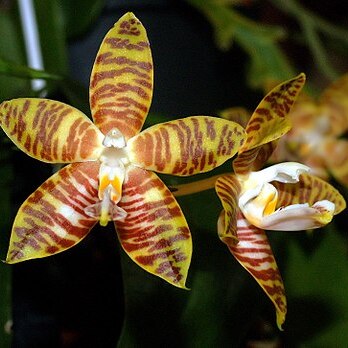 Phalaenopsis amboinensis unspecified picture