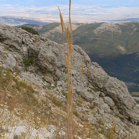 Trisetum spicatum unspecified picture