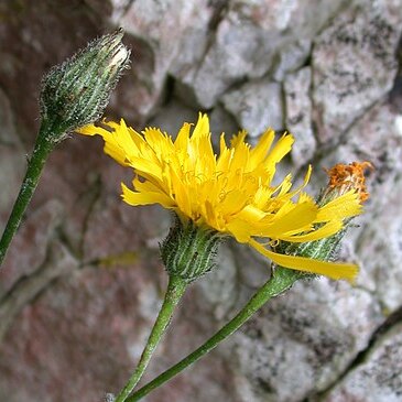 Hieracium stictum unspecified picture