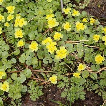 Chrysosplenium unspecified picture