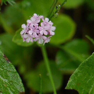 Valeriana himalayana unspecified picture