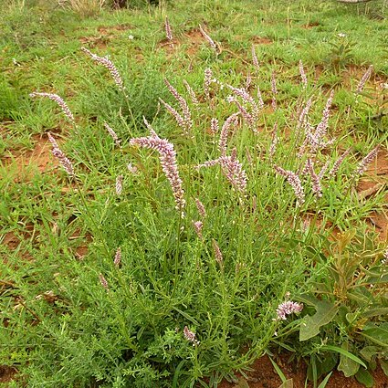 Hermbstaedtia odorata unspecified picture