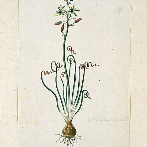 Ornithogalum polyphyllum unspecified picture