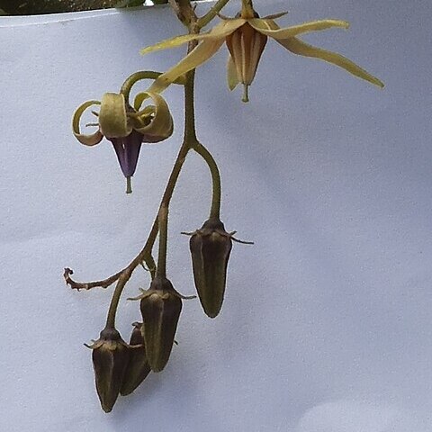 Solanum melissarum unspecified picture