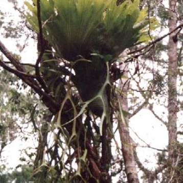 Platycerium coronarium unspecified picture