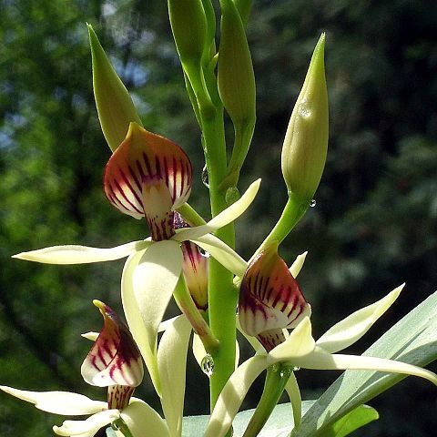 Prosthechea cochleata var. cochleata unspecified picture