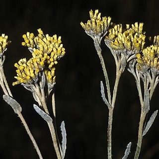 Helichrysum pannosum unspecified picture