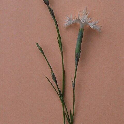 Dianthus plumarius subsp. praecox unspecified picture