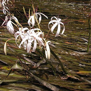 Crinum thaianum unspecified picture