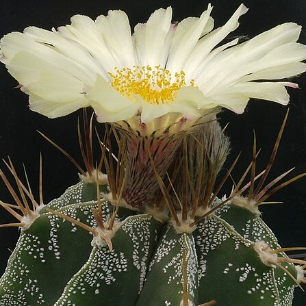 Astrophytum ornatum unspecified picture