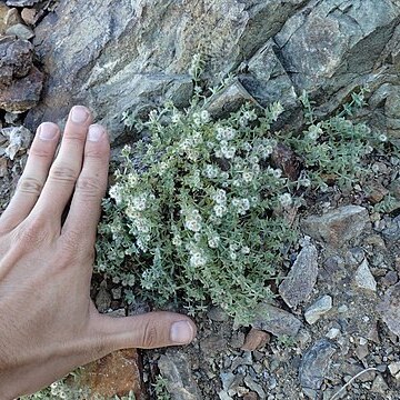 Galium hypotrichium unspecified picture