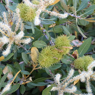 Chrysolepis sempervirens unspecified picture