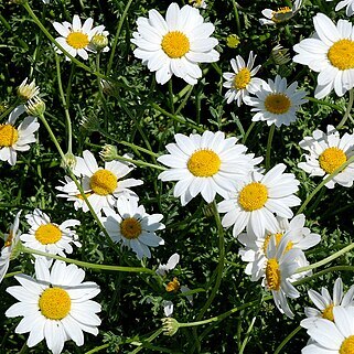 Anthemis maritima subsp. maritima unspecified picture