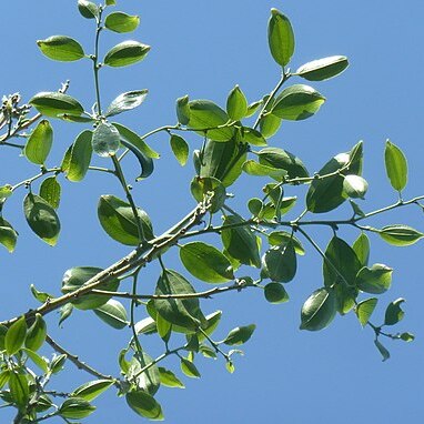 Ziziphus rivularis unspecified picture