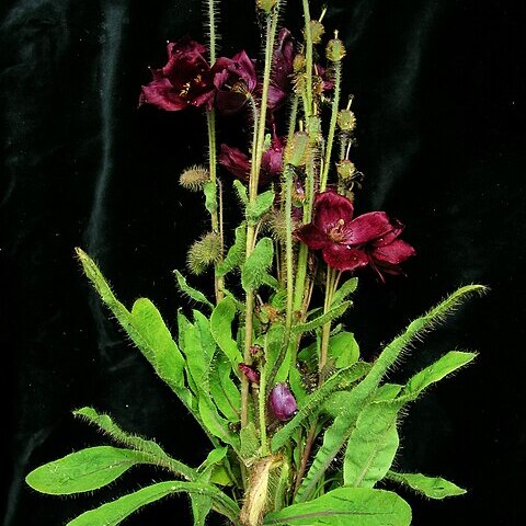 Meconopsis manasluensis unspecified picture