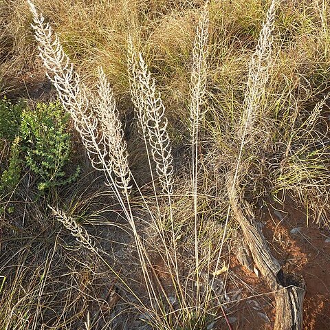 Pogonarthria squarrosa unspecified picture