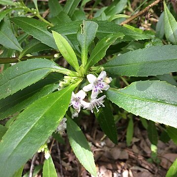 Myoporum tetrandrum unspecified picture