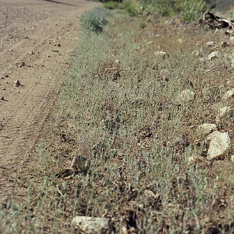 Eriastrum sparsiflorum unspecified picture