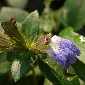 Cynarospermum asperrimum unspecified picture