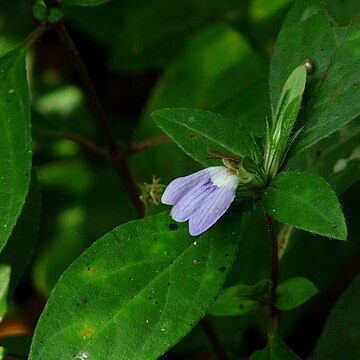 Cynarospermum asperrimum unspecified picture