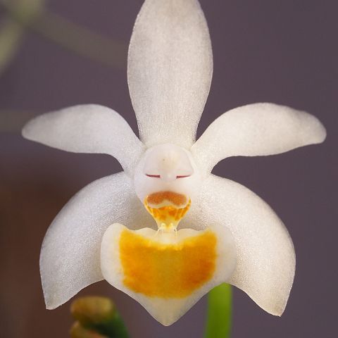 Phalaenopsis malipoensis unspecified picture