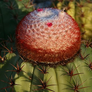 Melocactus levitestatus unspecified picture