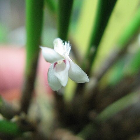 Ceratostylis senilis unspecified picture