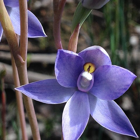 Thelymitra megacalyptra unspecified picture