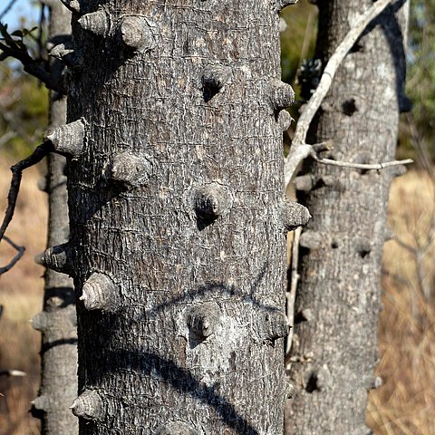 Zanthoxylum capense unspecified picture