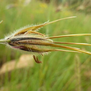 Tristachya leucothrix unspecified picture