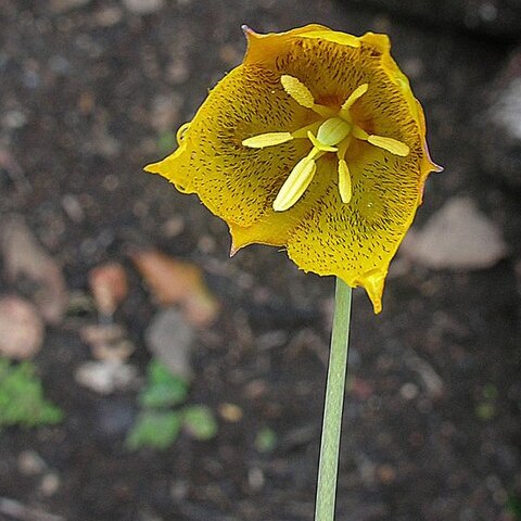 Calochortus barbatus unspecified picture