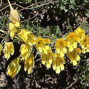 Tropaeolum leptophyllum unspecified picture