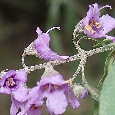 Prostanthera cineolifera unspecified picture