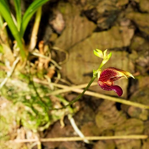 Scaphosepalum microdactylum unspecified picture