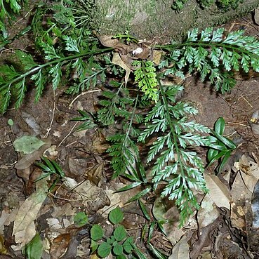 Asplenium rutifolium unspecified picture