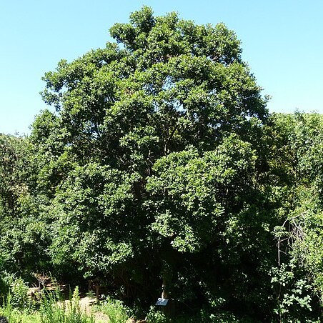 Cryptocarya latifolia unspecified picture