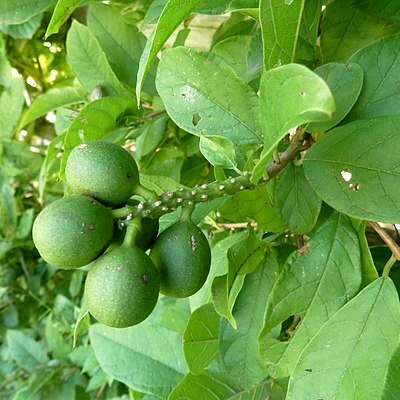 Combretum bracteosum unspecified picture