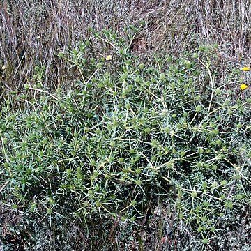 Eryngium ilicifolium unspecified picture