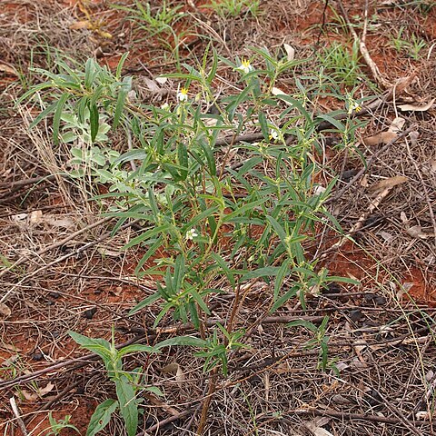 Solanum chenopodinum unspecified picture