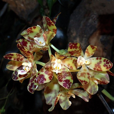 Phalaenopsis doweryensis unspecified picture