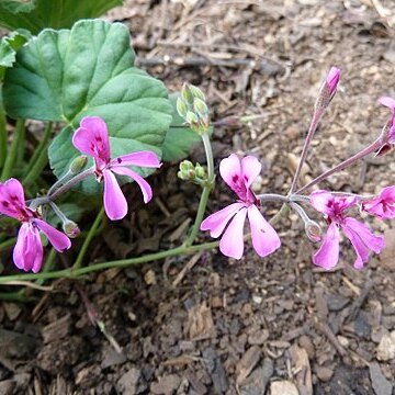 Pelargonium reniforme unspecified picture