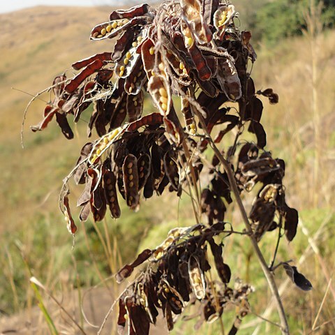 Pseudarthria hookeri unspecified picture