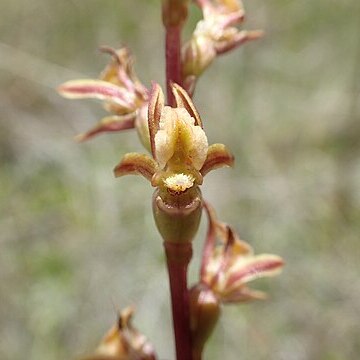 Prasophyllum caudiculum unspecified picture