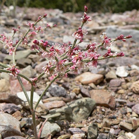 Eriogonum palmerianum unspecified picture