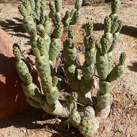 Tephrocactus unspecified picture