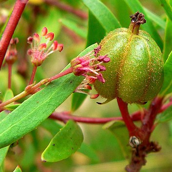 Picrodendraceae unspecified picture