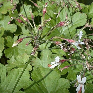 Pelargonium dichondrifolium unspecified picture