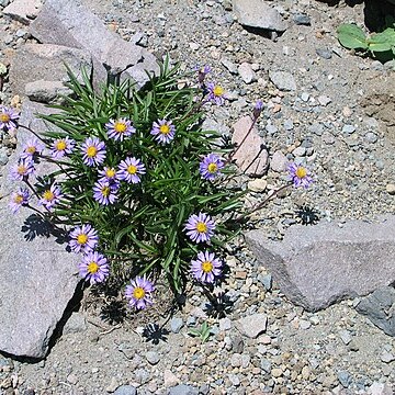 Eucephalus ledophyllus unspecified picture